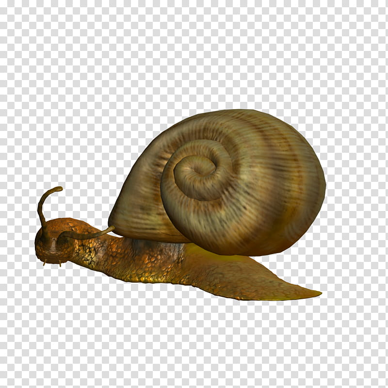 Snail , brown snail illustration transparent background PNG clipart