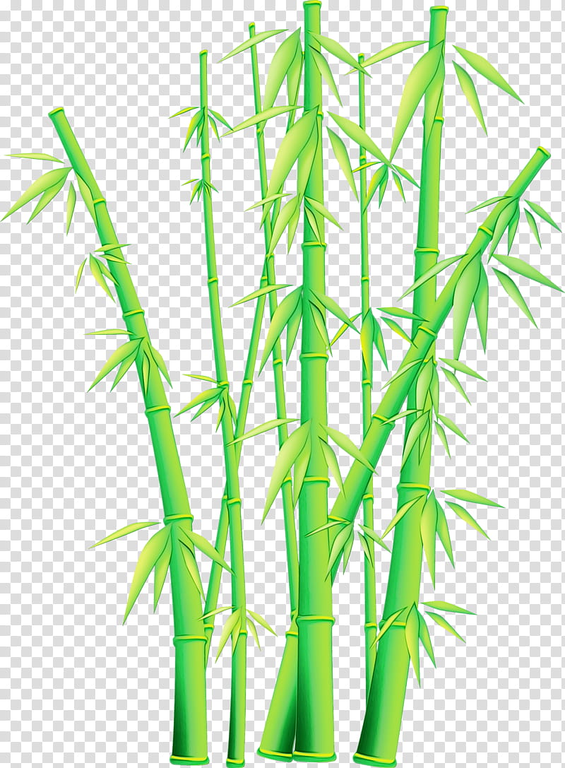 bamboo plant stem plant grass family grass, Watercolor, Paint, Wet Ink, Terrestrial Plant, Aquarium Decor transparent background PNG clipart