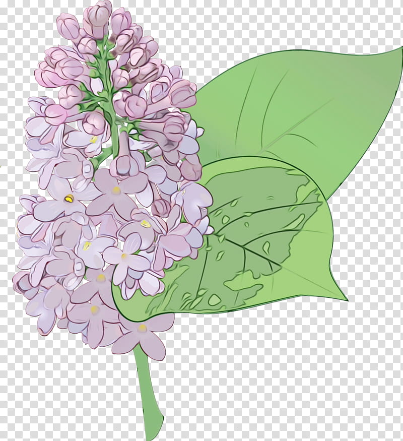 flower lilac lilac plant lilac, Watercolor, Paint, Wet Ink, Cut Flowers, Hydrangea, Petal, Cornales transparent background PNG clipart