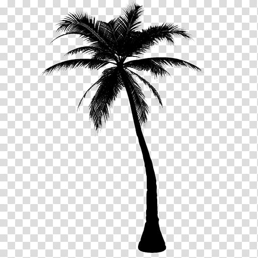 Coconut Tree, Palm Trees, Cordyline Australis, Babassu, Trachycarpus Fortunei, Plants, Date Palm, Asian Palmyra Palm transparent background PNG clipart