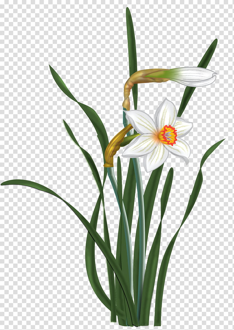 Narcissus, white flower blooming illustration transparent background PNG clipart