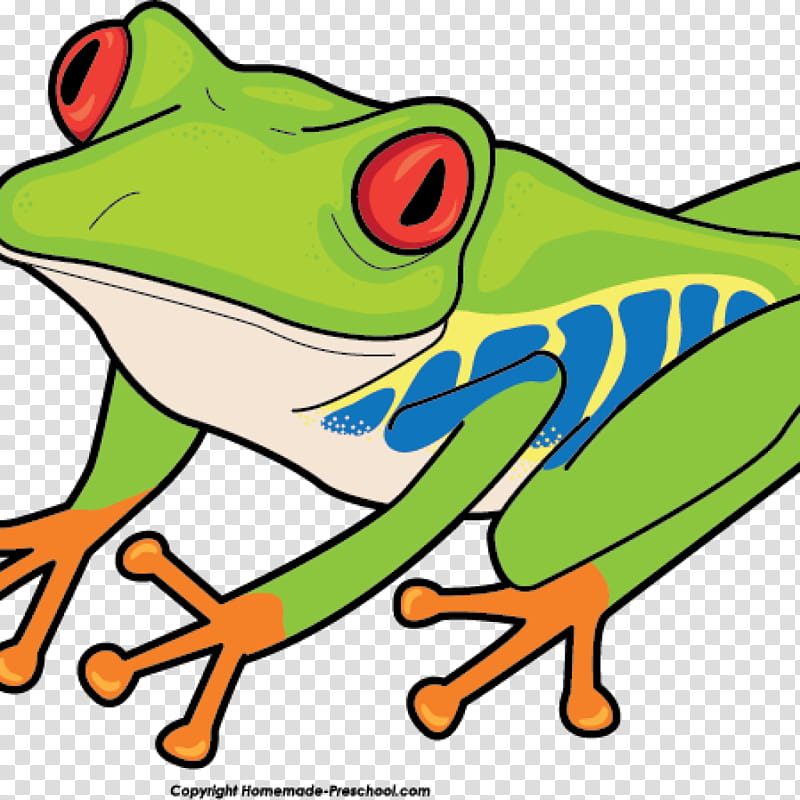 Frog, Tree Frog, Tree Frogs, Redeyed Tree Frog, Australian Green Tree Frog, American Green Tree Frog, Pacific Tree Frog, Cuban Tree Frog transparent background PNG clipart