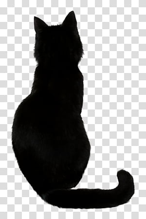 Black Cat I Black Cat Illustration Transparent Background