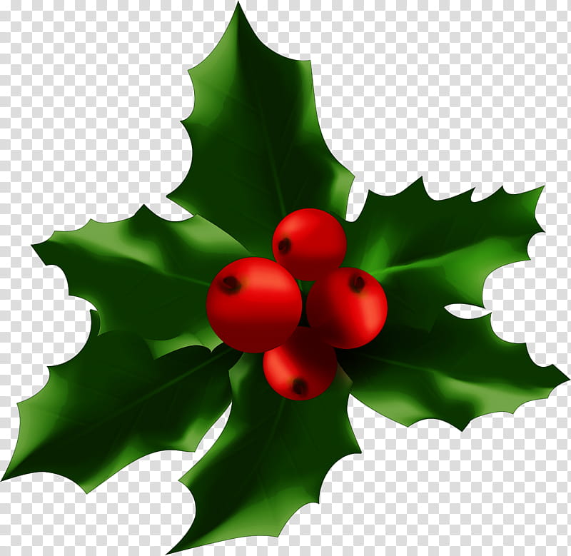 Holly, Leaf, American Holly, Plant, Flower, Hollyleaf Cherry, Tree, Currant transparent background PNG clipart