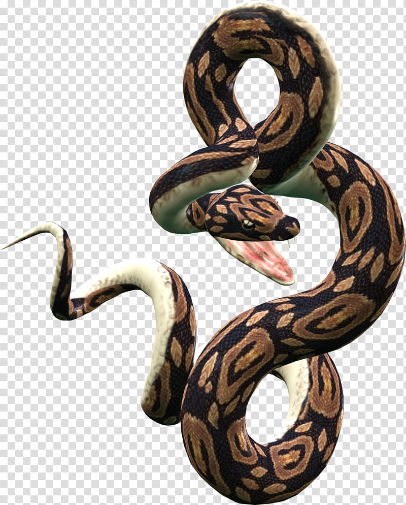 Twins Poser , brown snakee transparent background PNG clipart