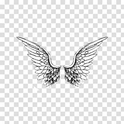 Overlays, of wings transparent background PNG clipart