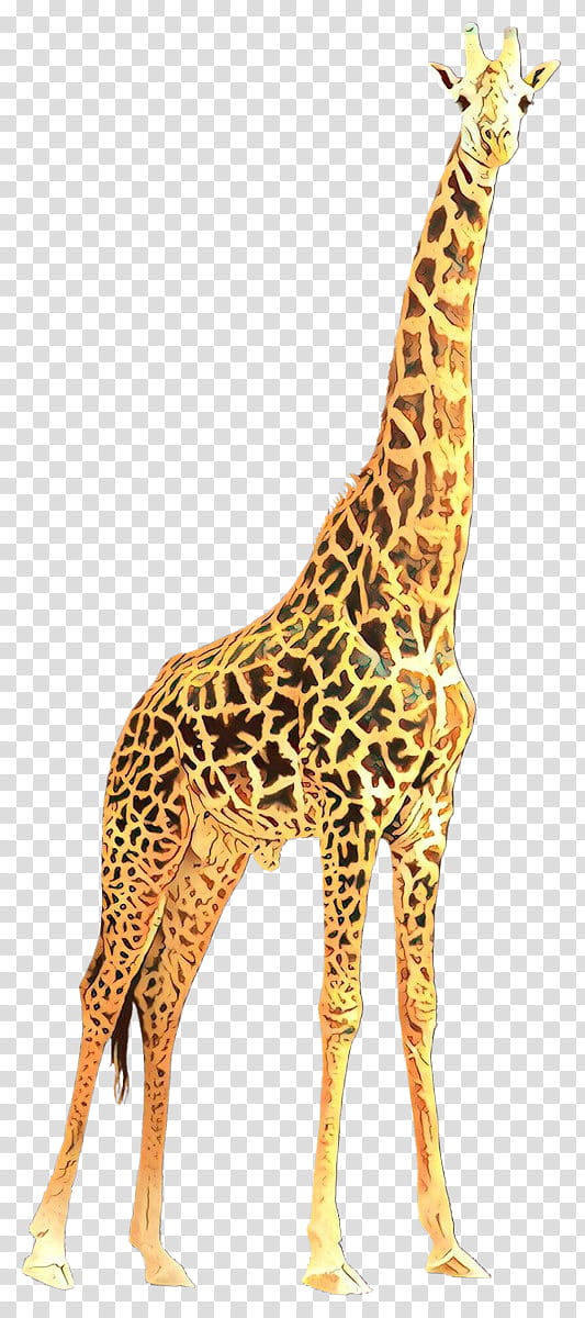 giraffe giraffidae terrestrial animal wildlife animal figure, Cartoon, Yellow, Snout, Neck, Fawn transparent background PNG clipart