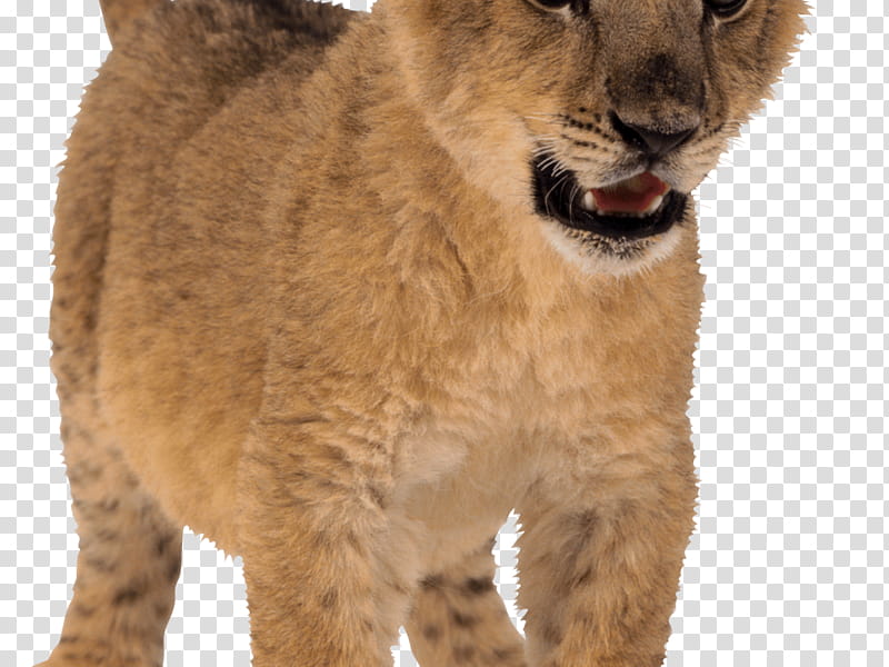 Lion King, East African Lion, Tiger, Leopard, Infant, Wildlife, Cougar, Puma transparent background PNG clipart