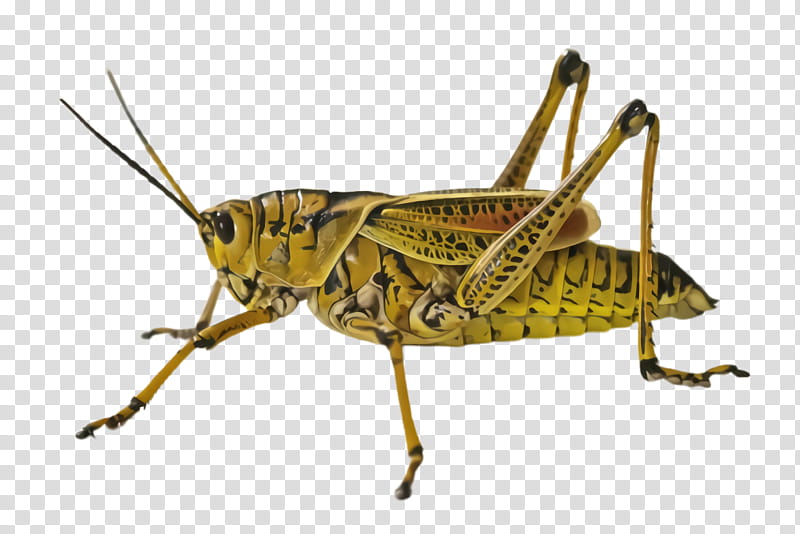 insect locust grasshopper cricket-like insect oecanthidae, Cricketlike Insect, Chapulines transparent background PNG clipart