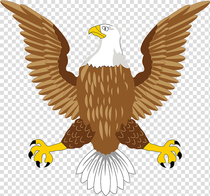 Bird Drawing, Bald Eagle, Hawk, Accipitridae, Sharpshinned Hawk, Redtailed Hawk, Ferruginous Hawk, Golden Eagle transparent background PNG clipart