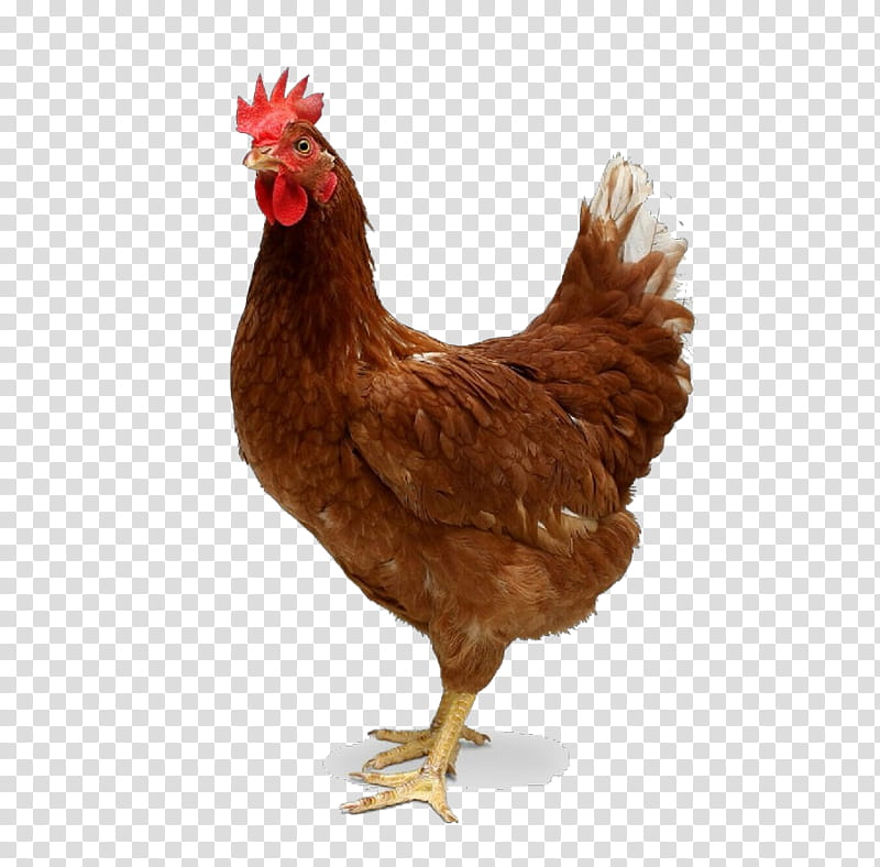 chicken bird rooster comb poultry, Cartoon, Beak, Fowl, Live transparent background PNG clipart