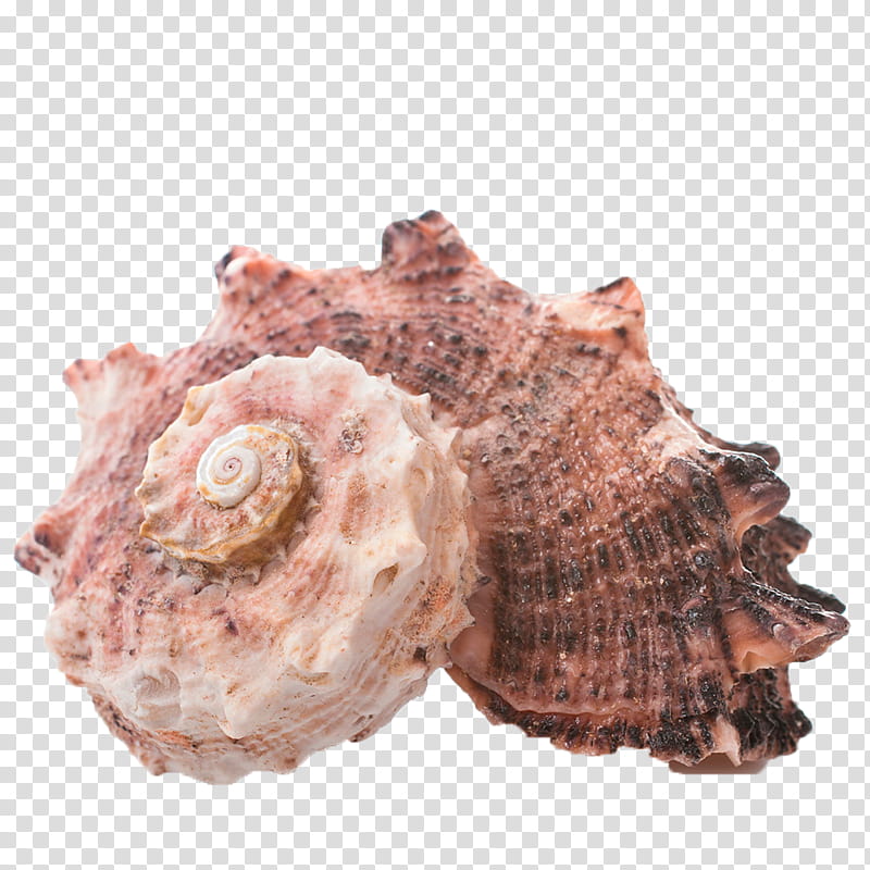 Snail, Seashell, Portrait, Conch, Pink, Shankha, Sea Snail, Musical Instrument transparent background PNG clipart