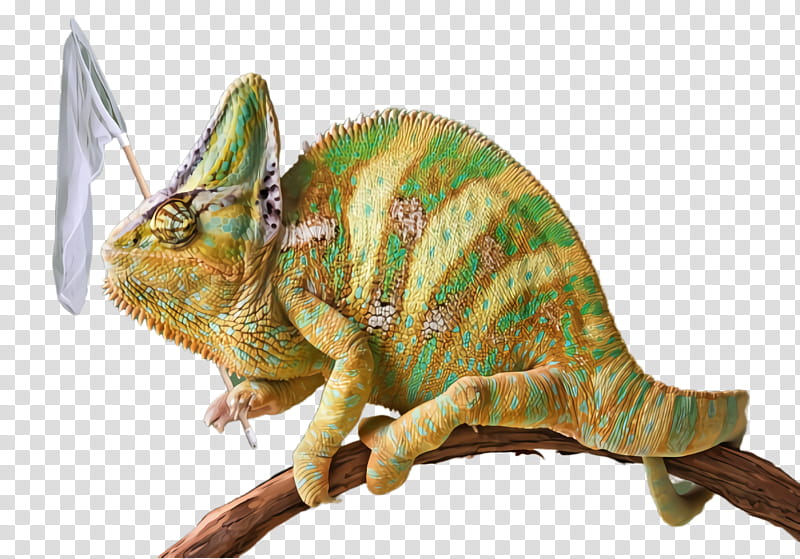 Dinosaur, Chameleon, Triceratops, Animal Figure, Iguania, Lizard, Common Chameleon, Tyrannosaurus transparent background PNG clipart
