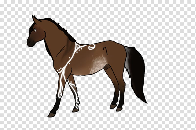 Horse, Andalusian Horse, , , Stallion, Lusitano, Equestrian, Mane transparent background PNG clipart