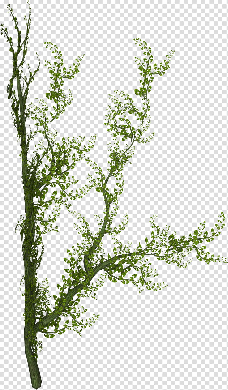 Creepers n Vines, green-leafed plant transparent background PNG clipart