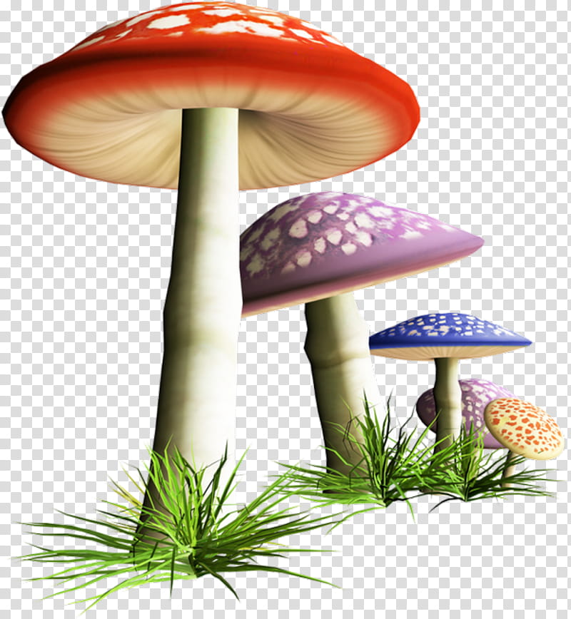 Mushroom, Edible Mushroom, Fungus, Drawing, Common Mushroom, Shiitake, Marasmius Oreades, Agaricaceae transparent background PNG clipart