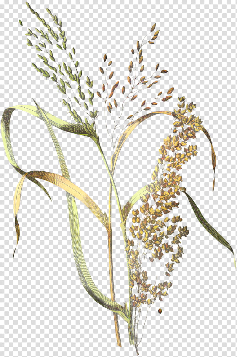 Drawing Of Family, Cereal, Millet, Rice, Barley, Common Wheat, Grain, Ear transparent background PNG clipart