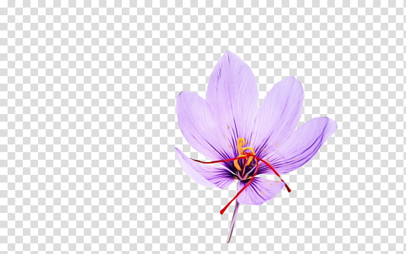 flower petal violet purple plant, Watercolor, Paint, Wet Ink, Crocus, Saffron, Saffron Crocus, Wildflower transparent background PNG clipart