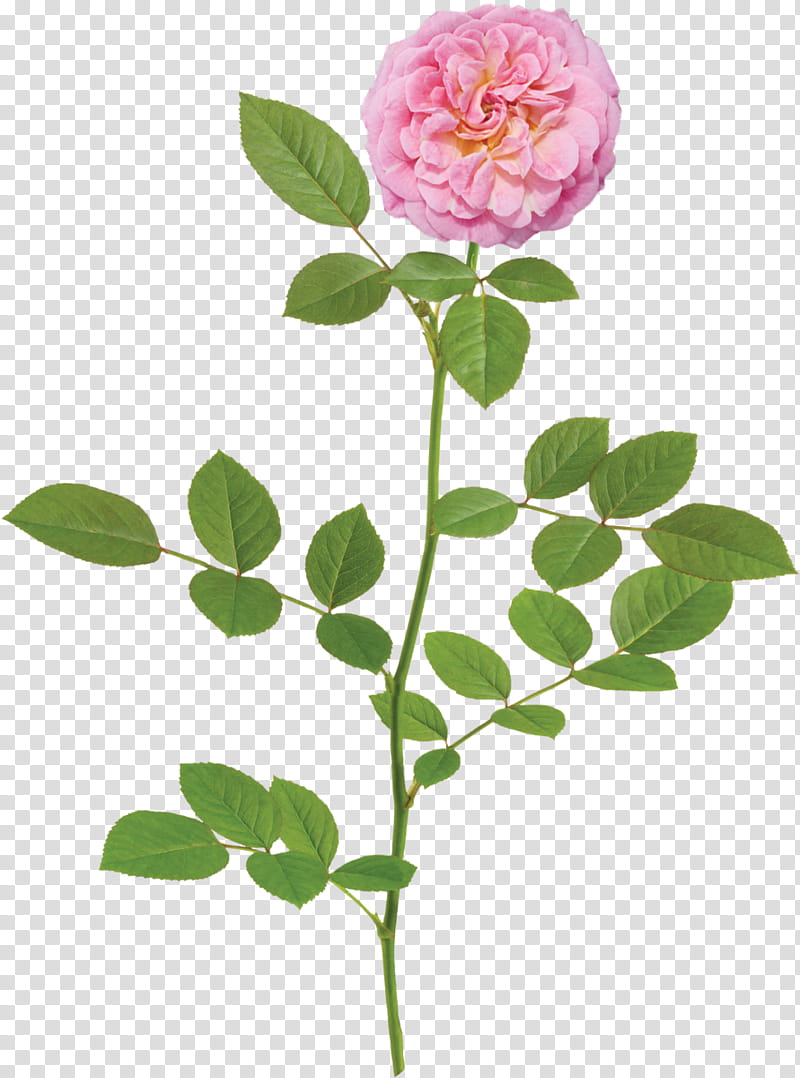 Cartoon Lemon, Rose, Shrub, Sharbat, Flower, Miniature Roses, Plants, Miniatura transparent background PNG clipart