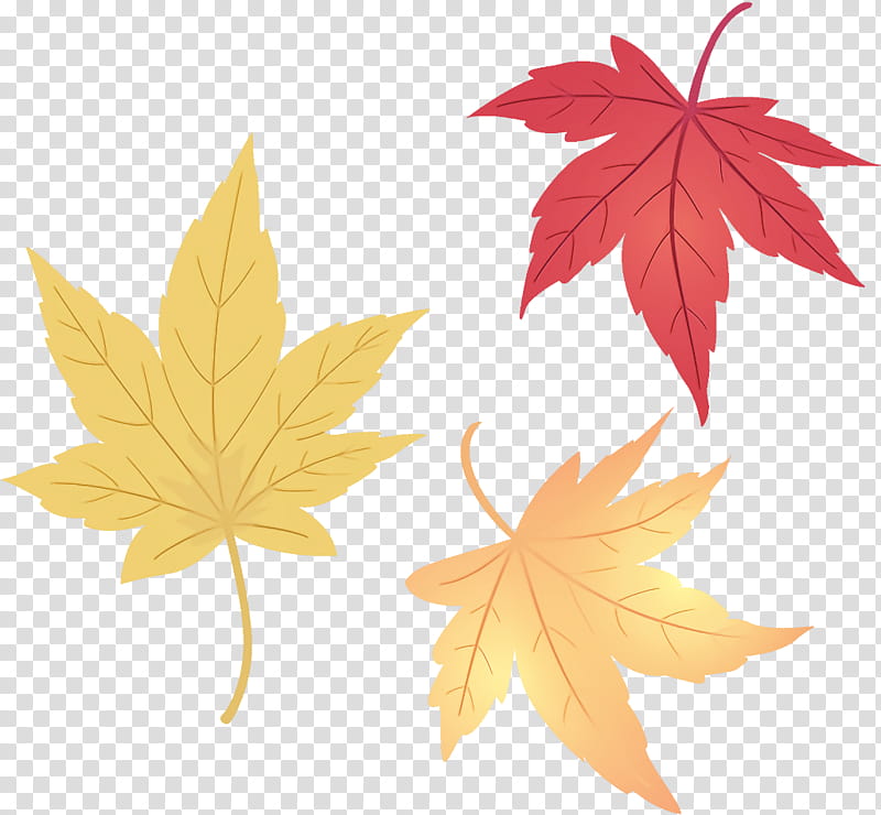 maple leaves autumn leaves fall leaves, Leaf, Maple Leaf, Tree, Black Maple, Plant, Woody Plant, Yellow transparent background PNG clipart