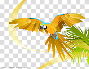 parrot-fashion transparent background PNG clipart thumbnail