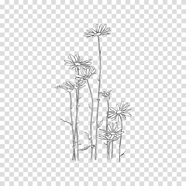BLACK AND WHITE S, white flowers illustration transparent background PNG clipart