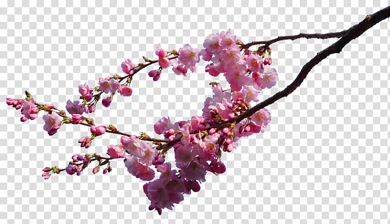 cherry blossom branches, pink flower transparent background PNG clipart
