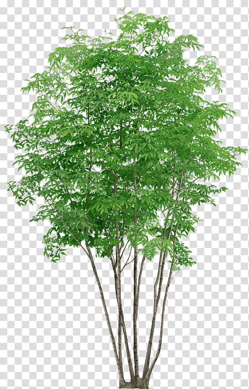Neem Tree, Shrub, Branch, Trunk, Forest Tree, Swietenia, Plant, Flower transparent background PNG clipart