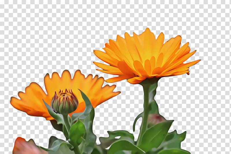 Blossom Flower, Marigold, Bloom, Flora, Annual Plant, Pot Marigold, Plants, Marigolds transparent background PNG clipart