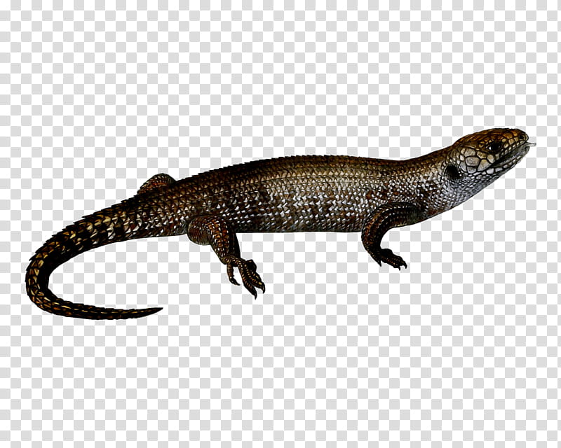 Animal, Newt, Skink, Gecko, Salamandridae, Reptile, Lizard, Scaled Reptile transparent background PNG clipart