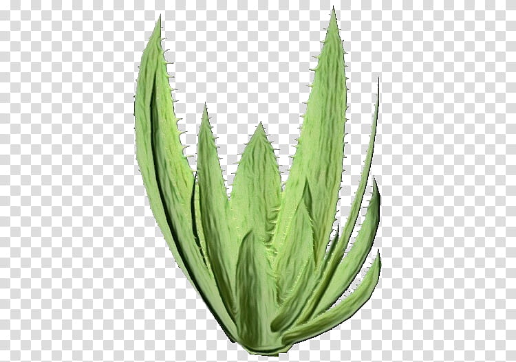 Aloe Vera Leaf, Watercolor, Paint, Wet Ink, Agave Azul, Agave Tequilana, Grasses, Flowerpot transparent background PNG clipart