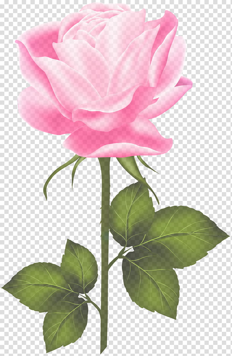 Garden roses, Flower, Flowering Plant, Petal, Pink, Rose Family, Common Peony transparent background PNG clipart