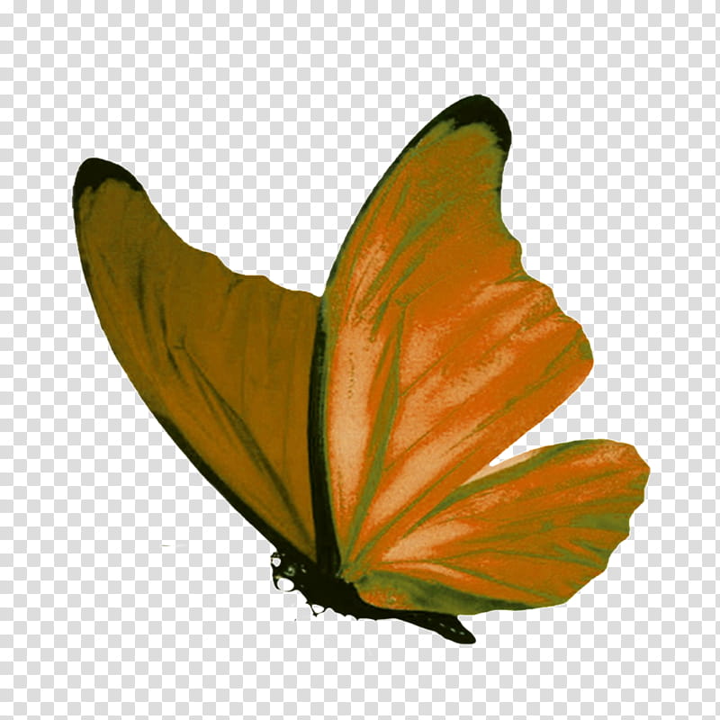 Butterfly Design, Blue, Menelaus Blue Morpho, White, Color, Moths And Butterflies, Leaf, Orange transparent background PNG clipart