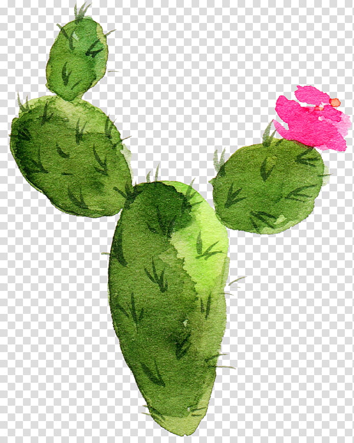 Watercolor Flower, Cactus, Watercolor Painting, Drawing, Succulent ...