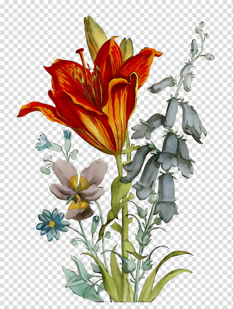 Watercolor Floral, Floral Design, Cut Flowers, Flower Bouquet, Plant Stem, Plants, Lily M, Orange Lily transparent background PNG clipart