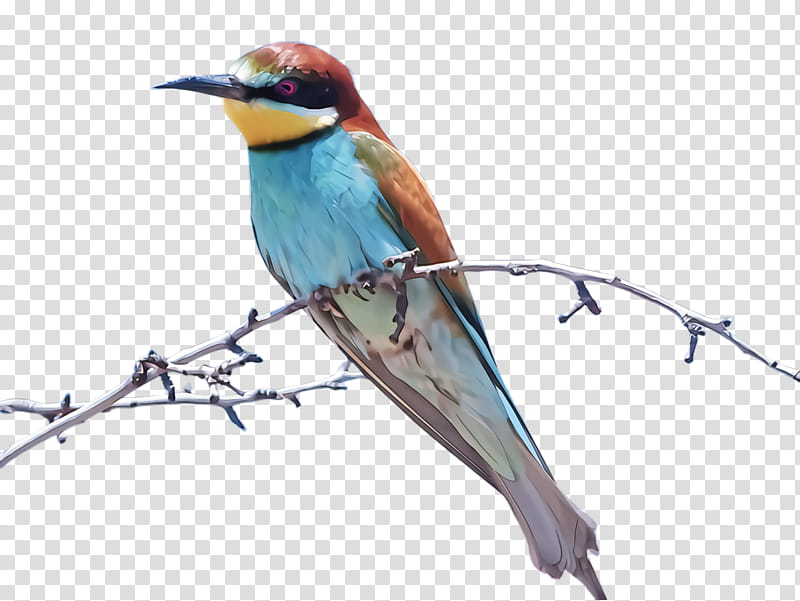 bird beak coraciiformes bee eater roller, Songbird, Perching Bird, Cuculiformes transparent background PNG clipart