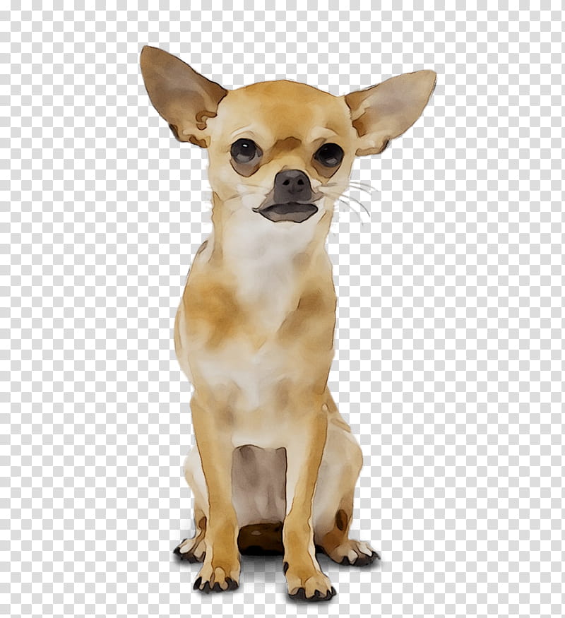 Wedding, Chihuahua, Russkiy Toy, Puppy, Companion Dog, Ear, Snout, Breed transparent background PNG clipart