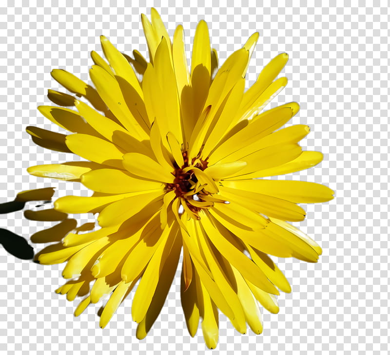 Blossom Flower, Marigold, Bloom, Flora, Chrysanthemum, Yellow, Sunflower, Dandelion transparent background PNG clipart