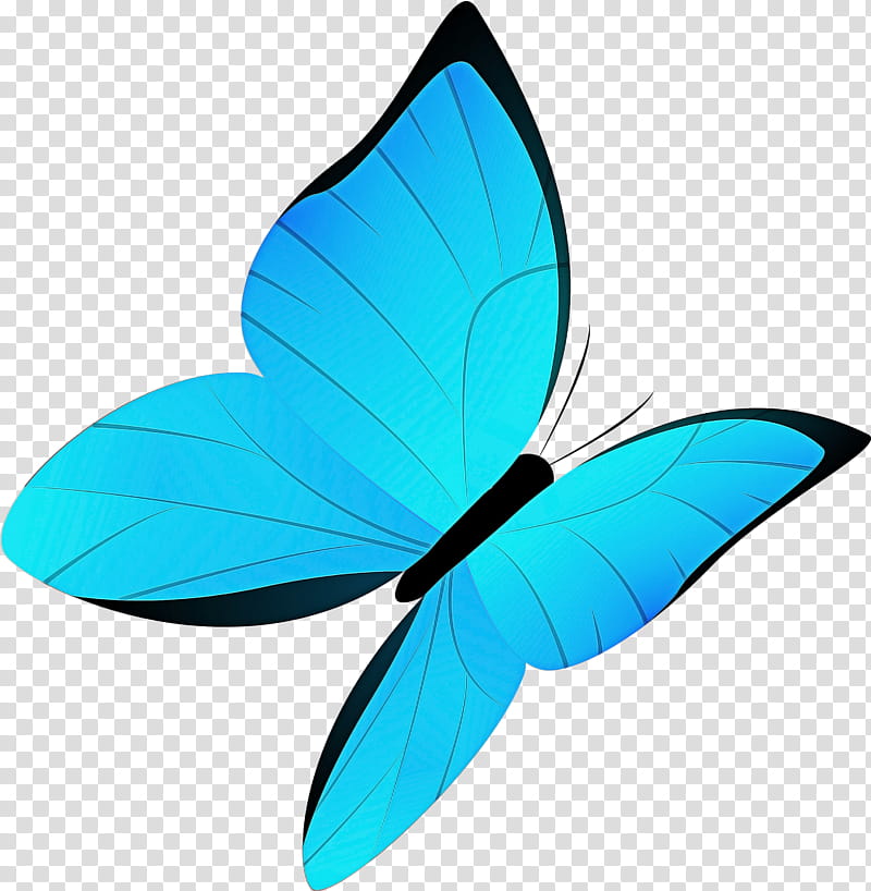 Blue morpho butterfly. Vector illustration isolated on white background  Stock Vector Image & Art - Alamy