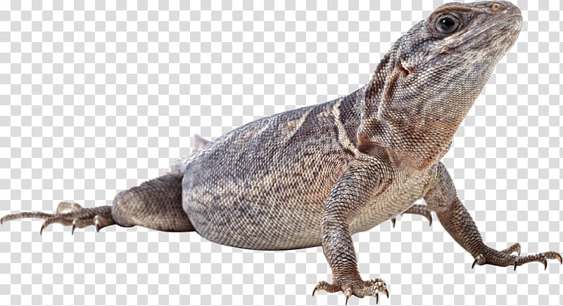 Dragon, Lizard, Reptile, Common Iguanas, Chameleons, Sauria, Common House Gecko, Skink transparent background PNG clipart