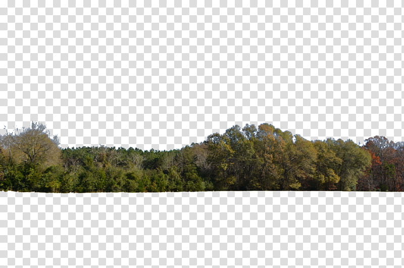 Tree Line Rolling Hill , green trees under clear ky transparent background PNG clipart