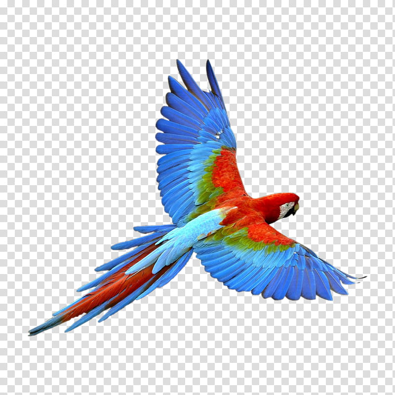 Bird Parrot, True Parrot, Parrots Parrots Parrots Just Parrots, Drawing, Macaw, Beak, Tail, Feather transparent background PNG clipart