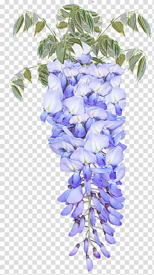 Lavender, Flower, Wisteria, Blue, Plant, Purple, Violet, Flowering Plant transparent background PNG clipart