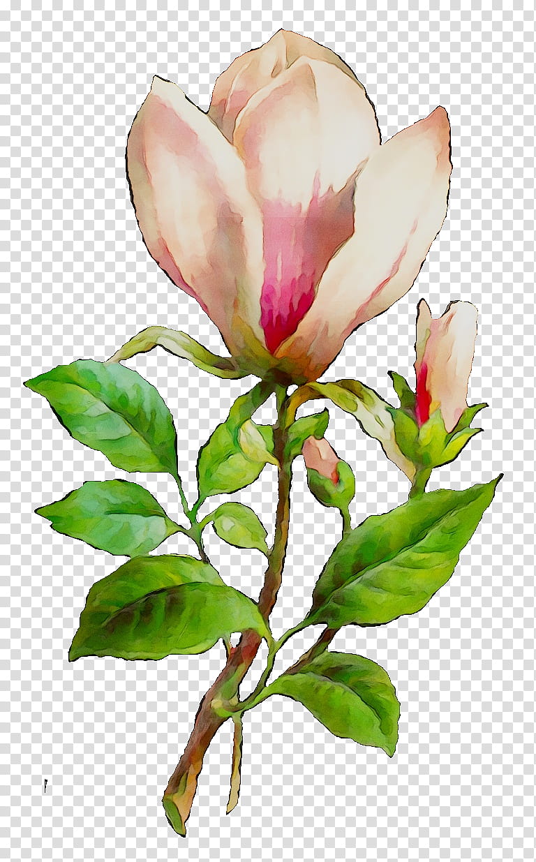 Flowers, Magnolia Market, Cut Flowers, Cabbage Rose, Plant Stem, Peony, Bud, Plants transparent background PNG clipart