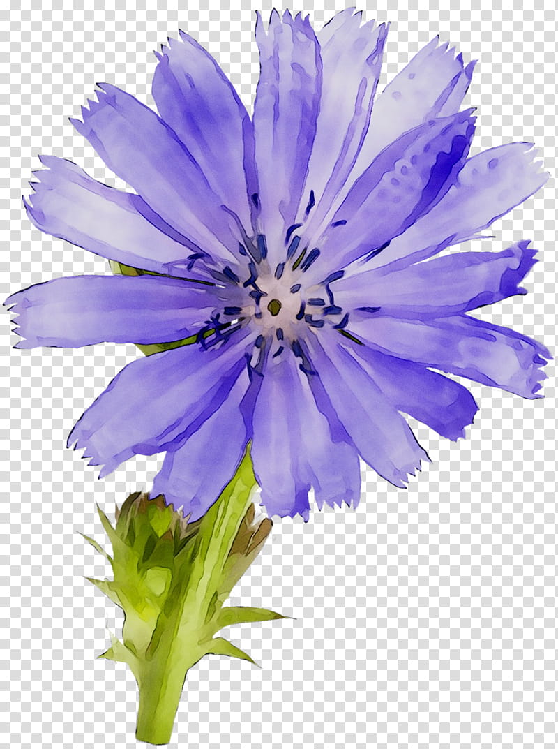 Lavender Flower, Chicory, Purple, Annual Plant, Plants, Petal, Violet, Wildflower transparent background PNG clipart