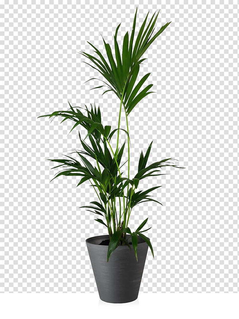 Palm Tree, Guitar, Plants, Palm Trees, Display Case, Vase, House, Flowerpot transparent background PNG clipart