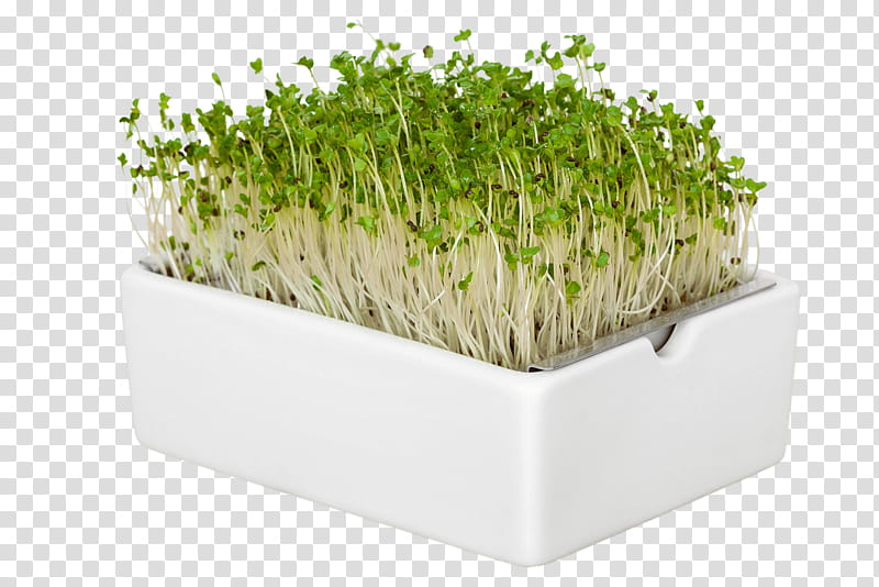 Grass Flower, Microgreen, Flowerpot, Heimgart Microgreens, Department Store, January 31, Health, Idea transparent background PNG clipart