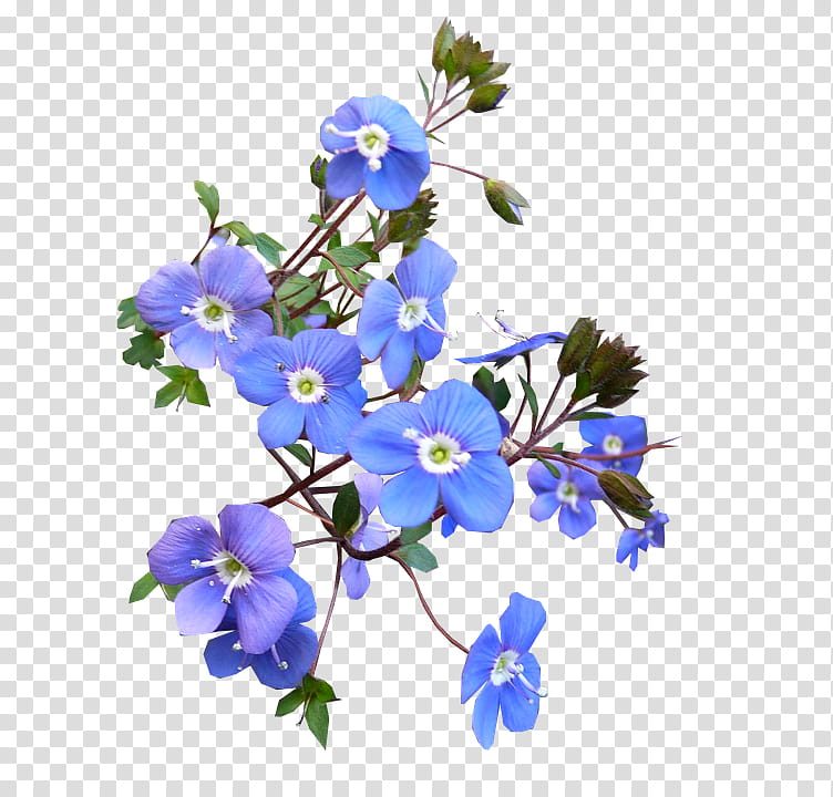 Flowers, Tshirt, Cut Flowers, Flower Bouquet, Blue, Blue Rose, Floral Design, Blue Flower transparent background PNG clipart