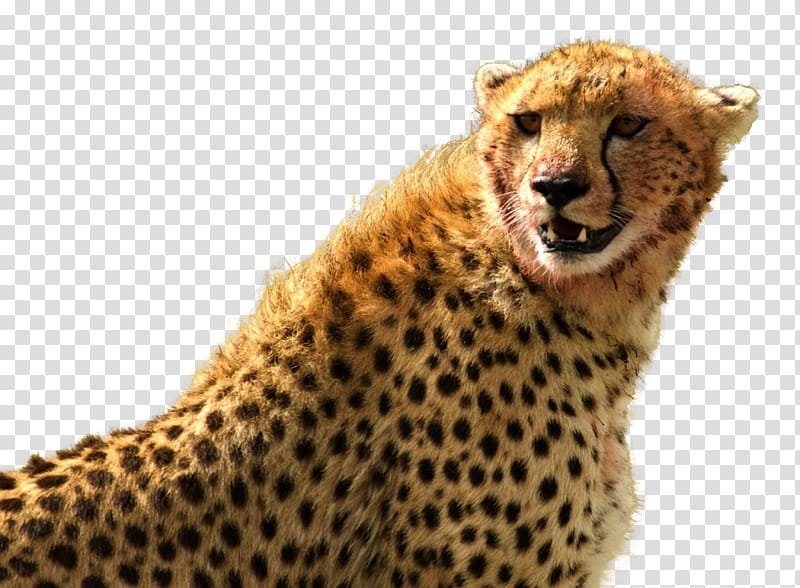 Cats, Cheetah, Leopard, Lion, Wildlife, African Leopard, Small To Mediumsized Cats, Snout transparent background PNG clipart