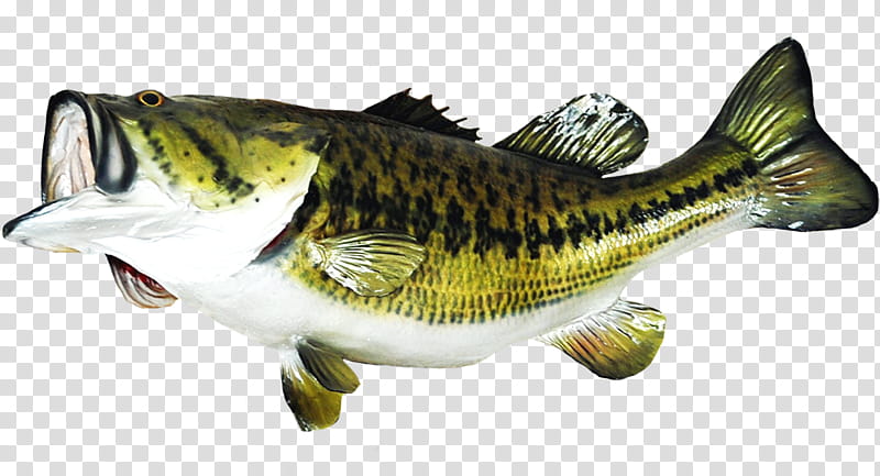 bass fishing clip art